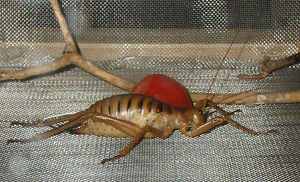 Weta