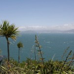 View from Somes Island