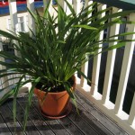 Flax bush after it was moved from back to front