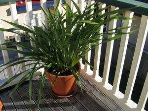 Flax bush after it was moved from back to front