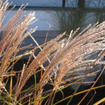 Chinesisches Gras in Dunedin