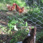 Max trying to play with the chickens.