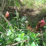 Find the chickens in the long grass!