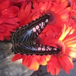 Butterfly at the butterfly garden (Changi airport)